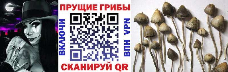 купить закладку  Ставрополь  Галлюциногенные грибы ЛСД 